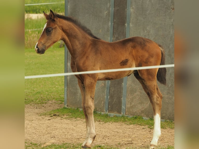 German Sport Horse Stallion Foal (05/2026) 16.2 hh Brown in Langenwetzendorf