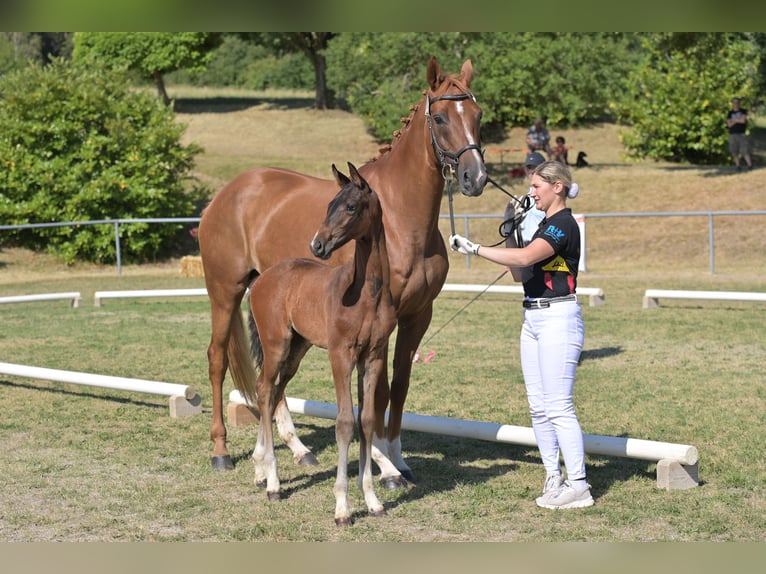German Sport Horse Stallion Foal (05/2026) 16.2 hh Brown in Ravensburg