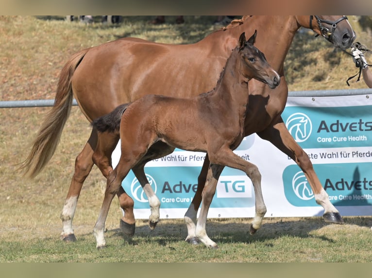 German Sport Horse Stallion Foal (05/2026) 16.2 hh Brown in Ravensburg