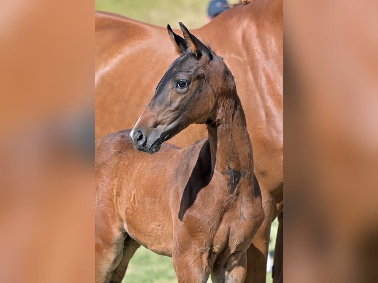 German Sport Horse Stallion Foal (05/2026) 16.2 hh Brown in Ravensburg