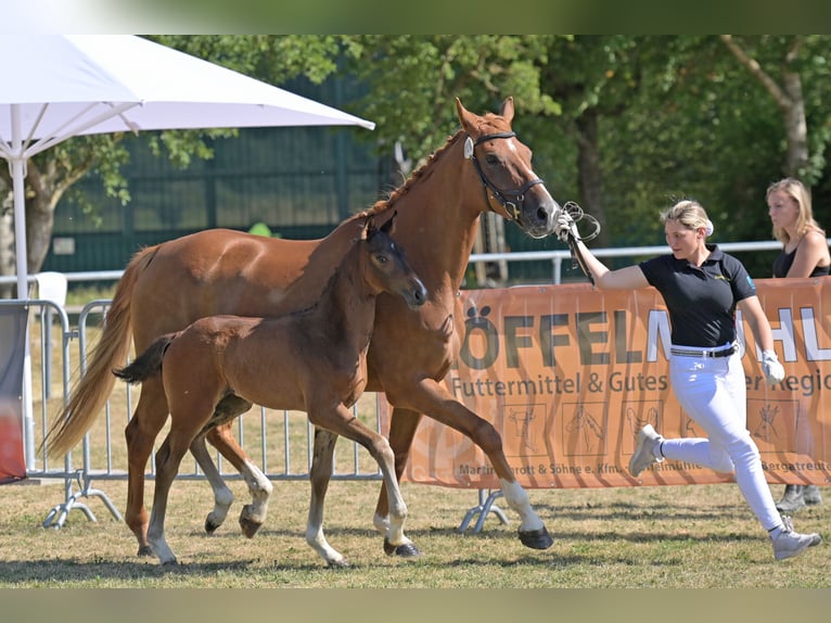 German Sport Horse Stallion Foal (05/2026) 16.2 hh Brown in Ravensburg