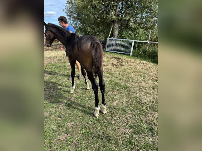 German Sport Horse Stallion Foal (05/2026) 16.2 hh Brown in Ravensburg