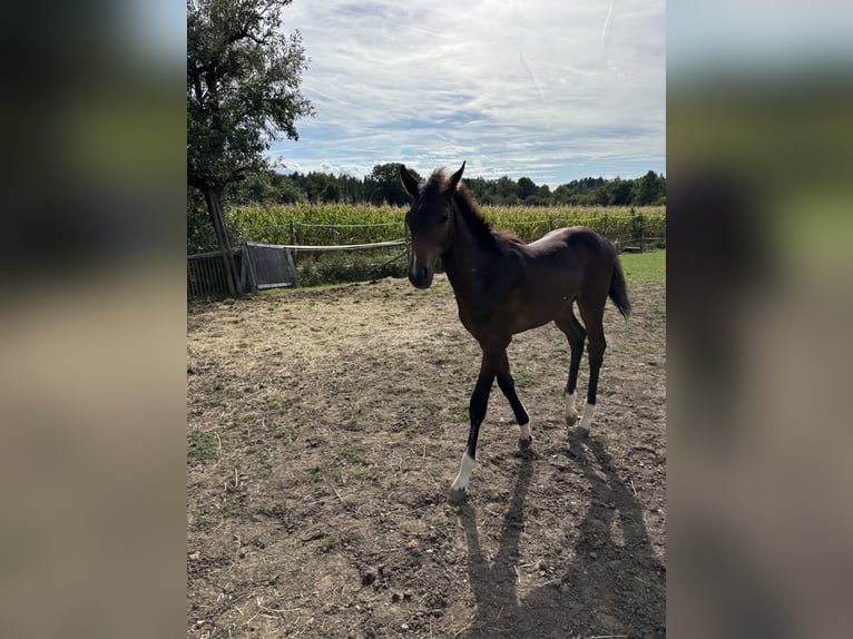 German Sport Horse Stallion Foal (05/2026) 16.2 hh Brown in Ravensburg