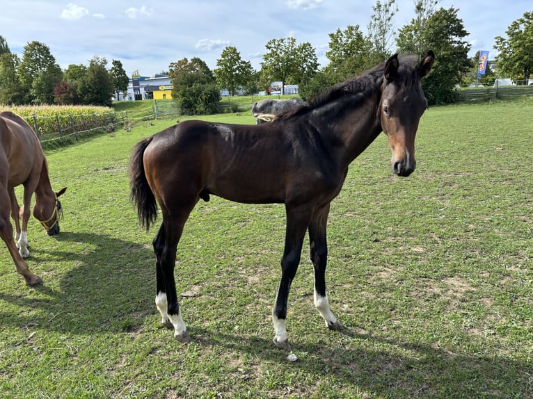 German Sport Horse Stallion Foal (05/2026) 16.2 hh Brown in Ravensburg