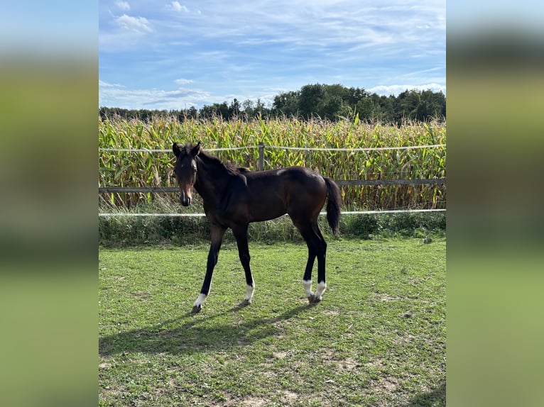 German Sport Horse Stallion Foal (05/2026) 16.2 hh Brown in Ravensburg