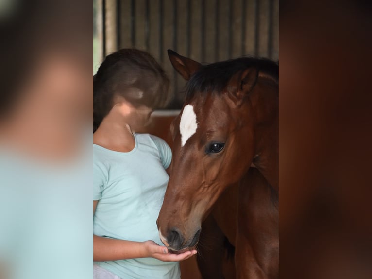 German Sport Horse Stallion Foal (05/2024) 16,2 hh Brown in Schönau-Berzdorf