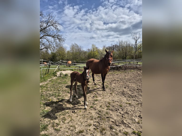 German Sport Horse Stallion Foal (04/2026) 16.2 hh Brown in Wiesloch