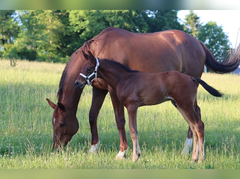 German Sport Horse Stallion Foal (05/2026) 16.2 hh Brown in Neusäß