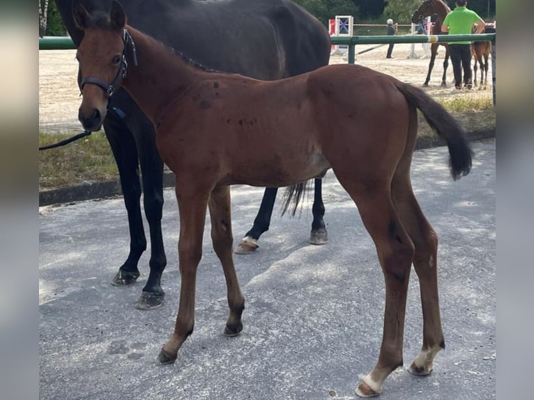 German Sport Horse Stallion Foal (04/2024) 16,2 hh Brown in Kurtscheid