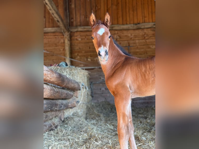 German Sport Horse Stallion  16,2 hh Brown in Querfurt