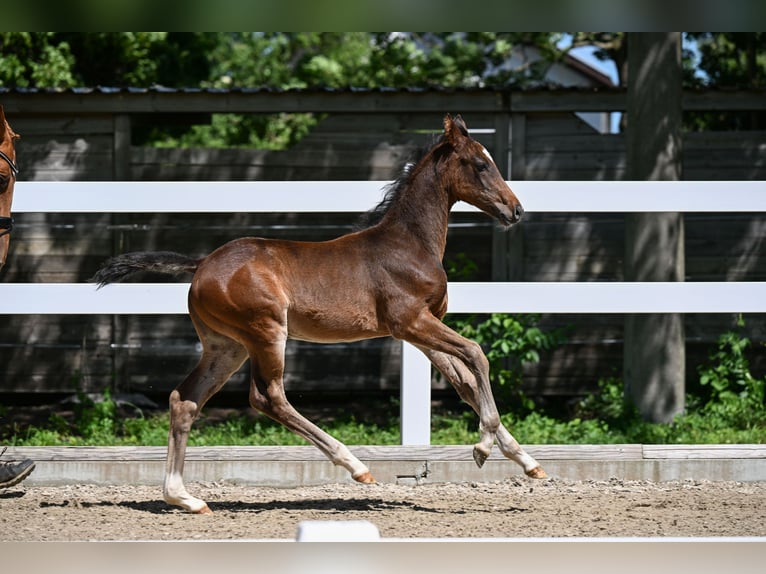 German Sport Horse Stallion Foal (04/2026) 16.2 hh Brown in Kaltental
