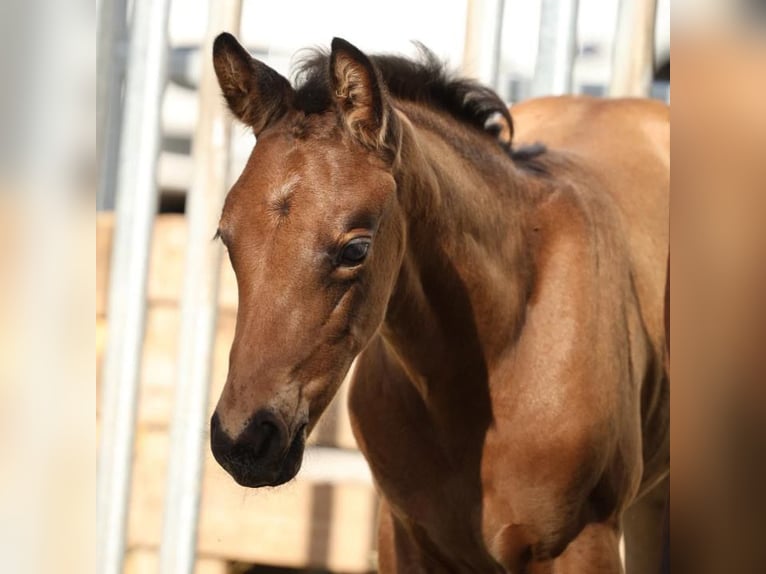 German Sport Horse Stallion Foal (05/2024) 16,2 hh Buckskin in Erfurt