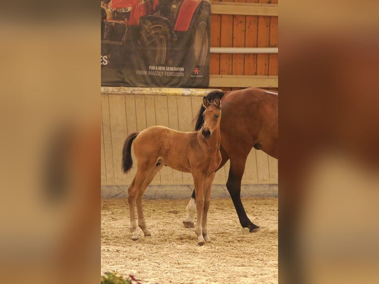 German Sport Horse Stallion Foal (05/2024) 16,2 hh Buckskin in Erfurt