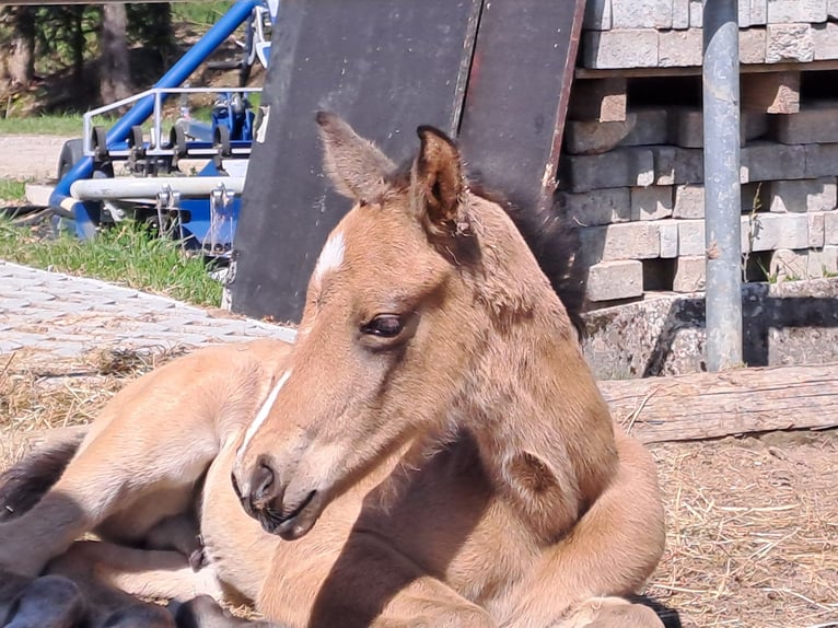 German Sport Horse Stallion Foal (03/2025) 16,2 hh Buckskin in Stiefenhofen