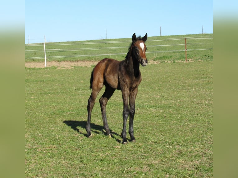 German Sport Horse Stallion Foal (03/2026) 16.2 hh Can be white in Querfurt