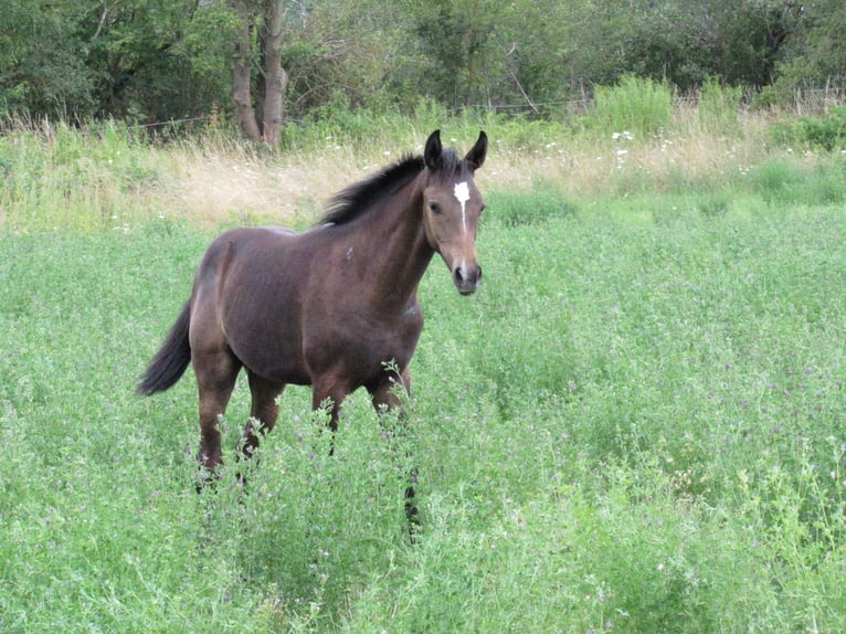 German Sport Horse Stallion Foal (03/2026) 16.2 hh Can be white in Querfurt