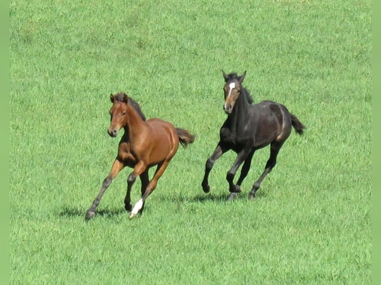 German Sport Horse Stallion Foal (03/2026) 16.2 hh Can be white in Querfurt