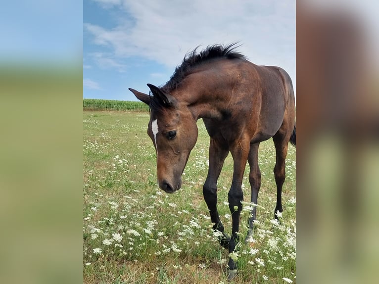German Sport Horse Stallion Foal (03/2026) 16.2 hh Can be white in Querfurt