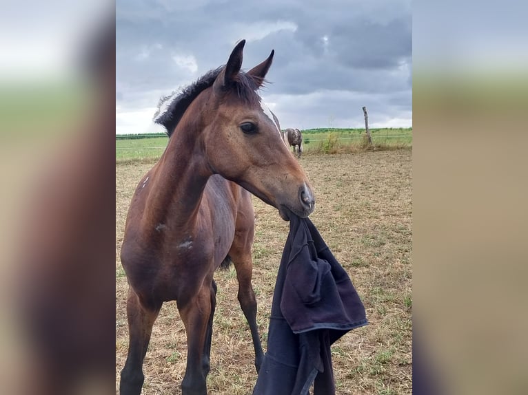 German Sport Horse Stallion Foal (03/2026) 16.2 hh Can be white in Querfurt