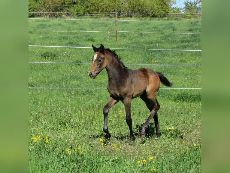 German Sport Horse Stallion Foal (03/2026) 16.2 hh Can be white in Querfurt