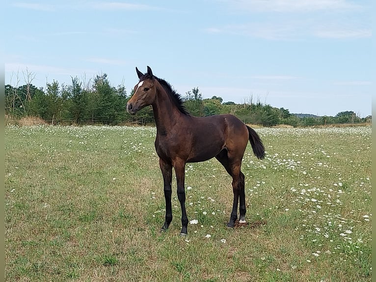 German Sport Horse Stallion Foal (03/2026) 16.2 hh Can be white in Querfurt