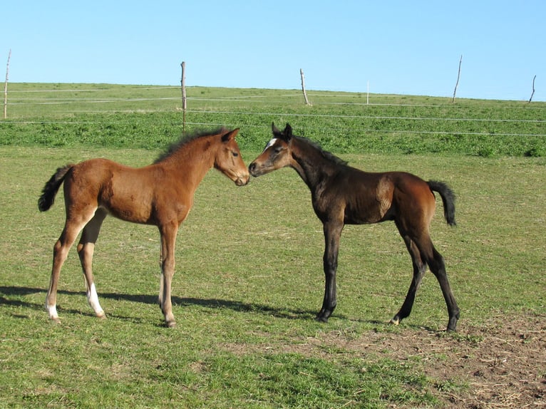 German Sport Horse Stallion Foal (03/2026) 16.2 hh Can be white in Querfurt