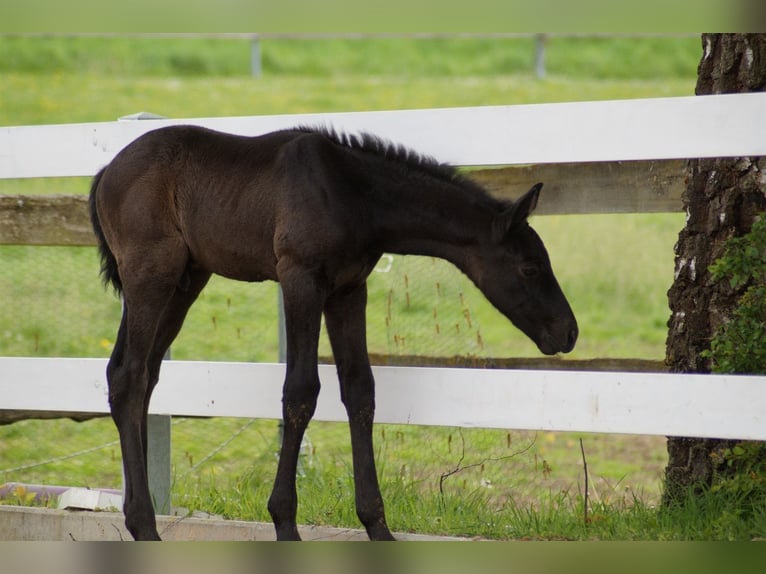 German Sport Horse Stallion Foal (04/2024) 16,2 hh Can be white in Wolfsegg