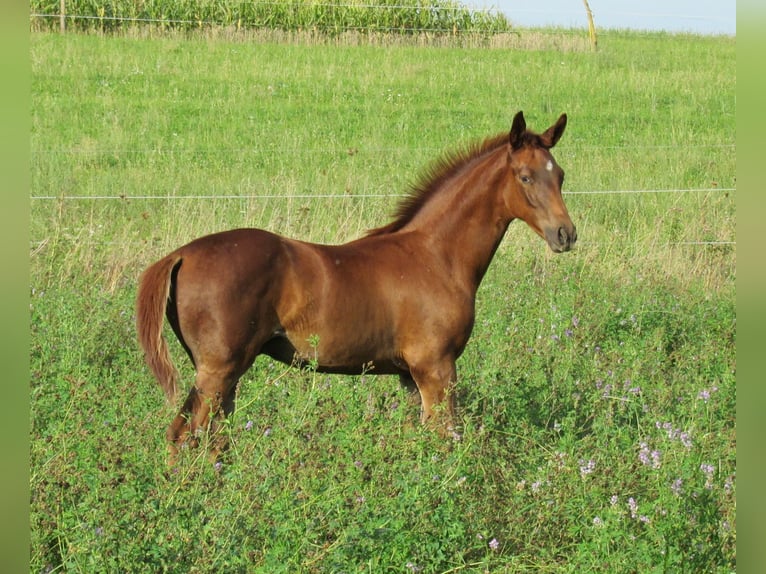German Sport Horse Stallion Foal (06/2023) 16,2 hh Chestnut-Red in Querfurt