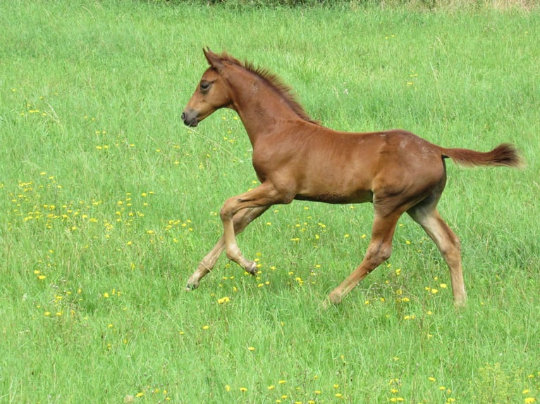 German Sport Horse Stallion Foal (06/2023) 16,2 hh Chestnut-Red in Querfurt