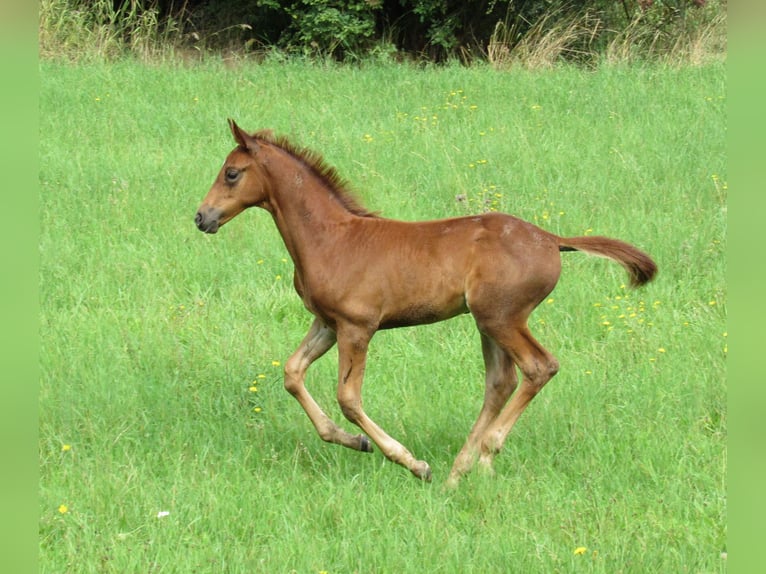 German Sport Horse Stallion Foal (06/2023) 16,2 hh Chestnut-Red in Querfurt