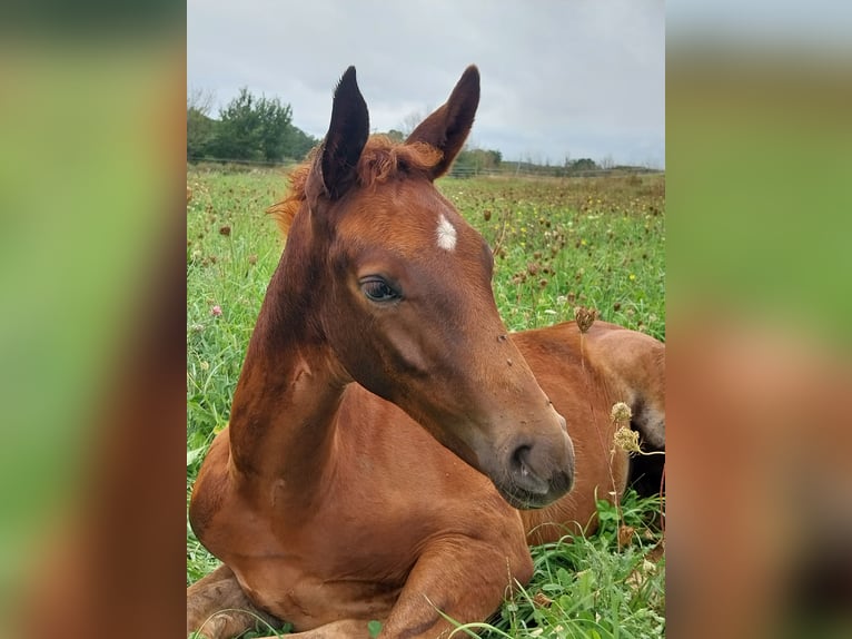 German Sport Horse Stallion Foal (06/2023) 16,2 hh Chestnut-Red in Querfurt
