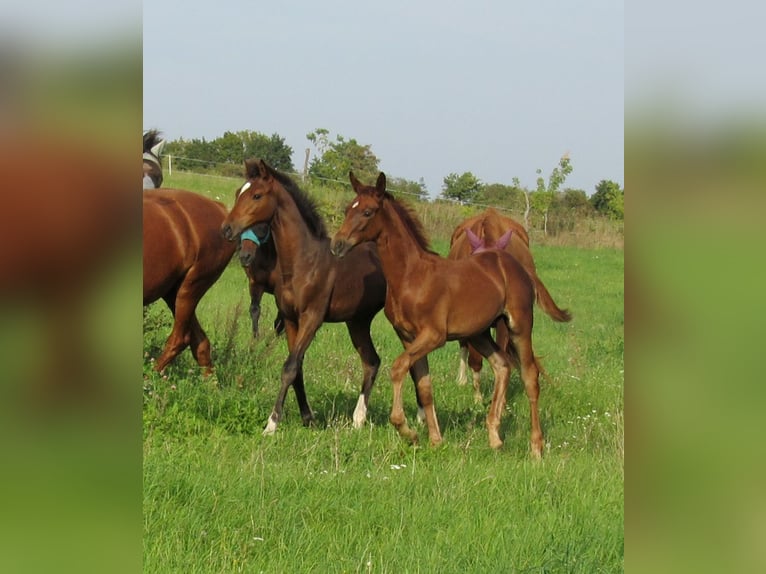 German Sport Horse Stallion Foal (06/2023) 16,2 hh Chestnut-Red in Querfurt