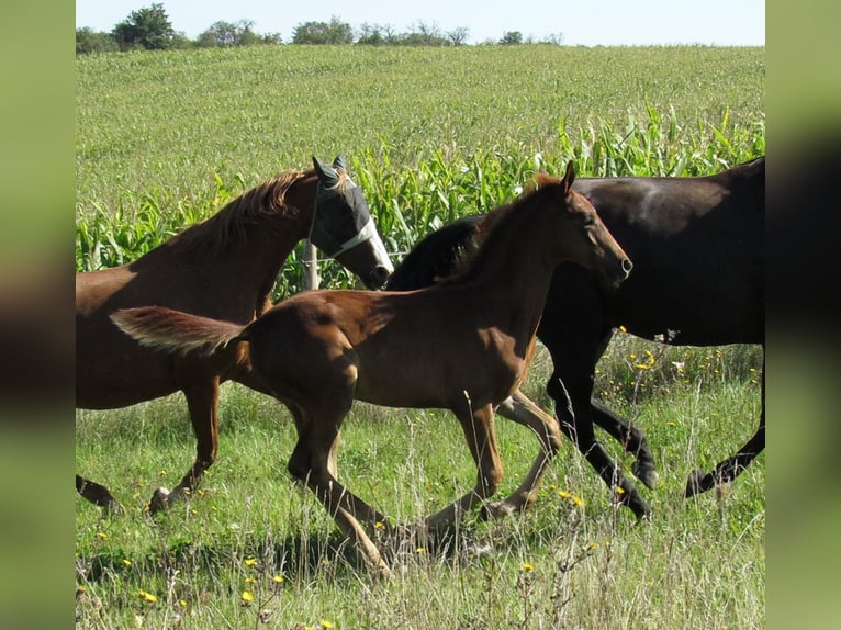 German Sport Horse Stallion Foal (06/2023) 16,2 hh Chestnut-Red in Querfurt