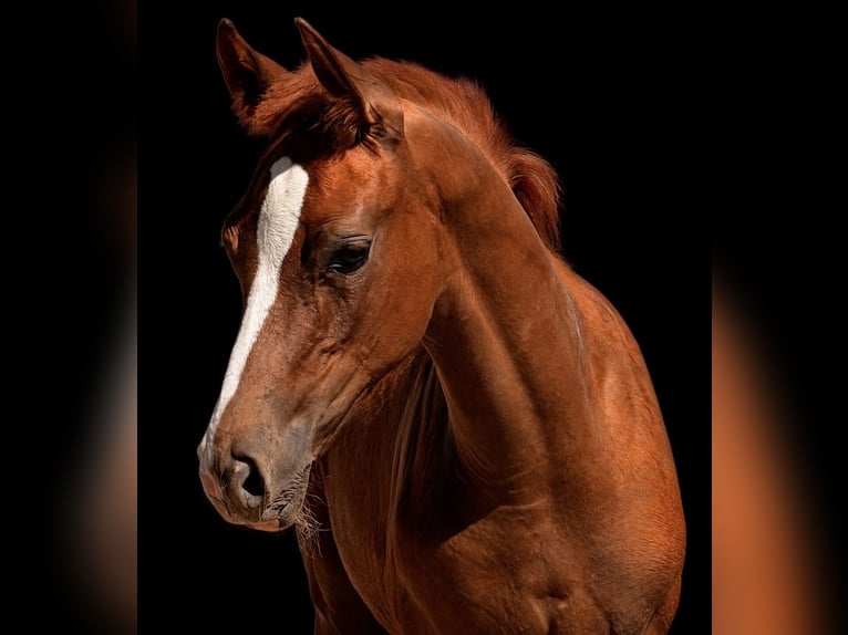German Sport Horse Stallion Foal (04/2026) 16.2 hh Chestnut-Red in Sachsen