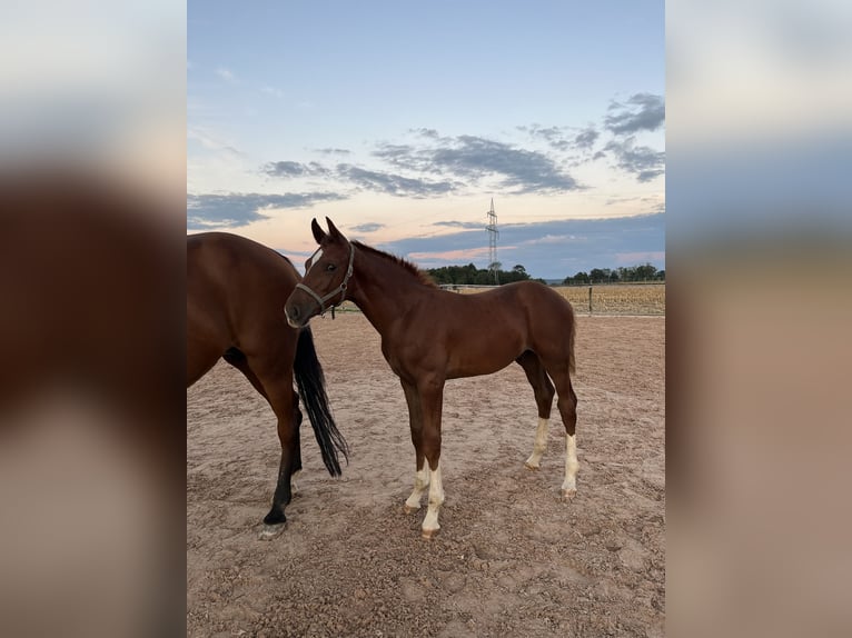 German Sport Horse Stallion  16,2 hh Chestnut-Red in Ellwangen (Jagst)