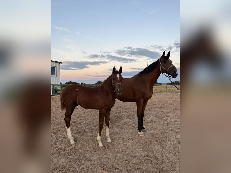 German Sport Horse Stallion  16,2 hh Chestnut-Red in Ellwangen (Jagst)