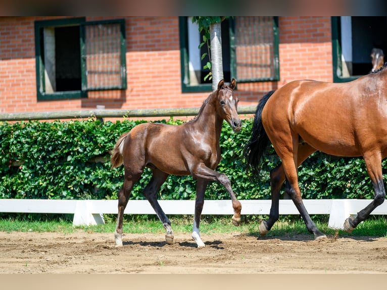 German Sport Horse Stallion Foal (02/2026) 16.2 hh  in Großrudestedt