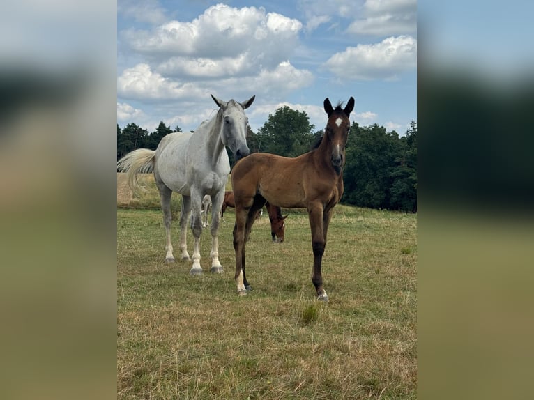 German Sport Horse Stallion Foal (05/2024) 16,2 hh Gray in Beutelsbach