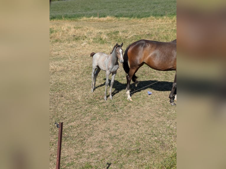 German Sport Horse Stallion Foal (05/2026) 16.2 hh Grey in Nohra