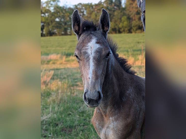 German Sport Horse Stallion Foal (05/2026) 16.2 hh Grey in Nohra