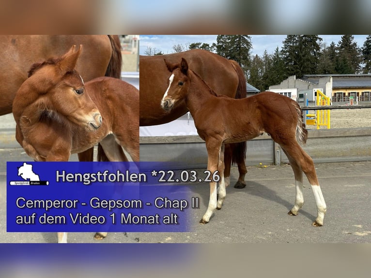 German Sport Horse Stallion Foal (03/2026) 16.2 hh  in Seetz