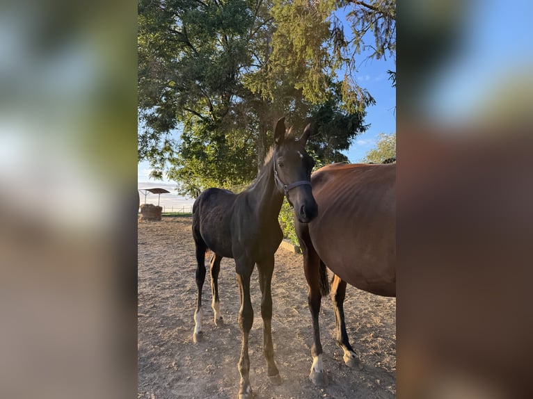 German Sport Horse Stallion Foal (05/2026) 16.2 hh Smoky-Black in Legnica