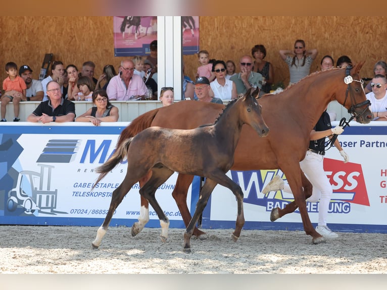 German Sport Horse Stallion Foal (04/2026) 16.2 hh Smoky-Black in Waldstetten