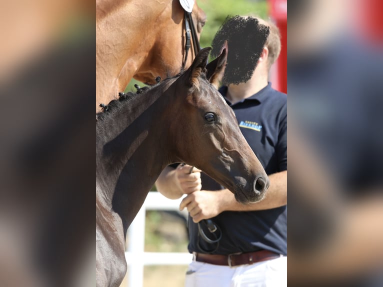 German Sport Horse Stallion Foal (04/2026) 16.2 hh Smoky-Black in Waldstetten