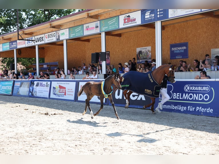 German Sport Horse Stallion Foal (04/2026) 16.2 hh Smoky-Black in Waldstetten