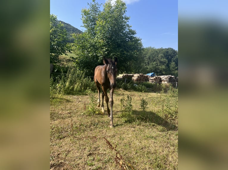 German Sport Horse Stallion Foal (04/2026) 16.2 hh Smoky-Black in Waldstetten