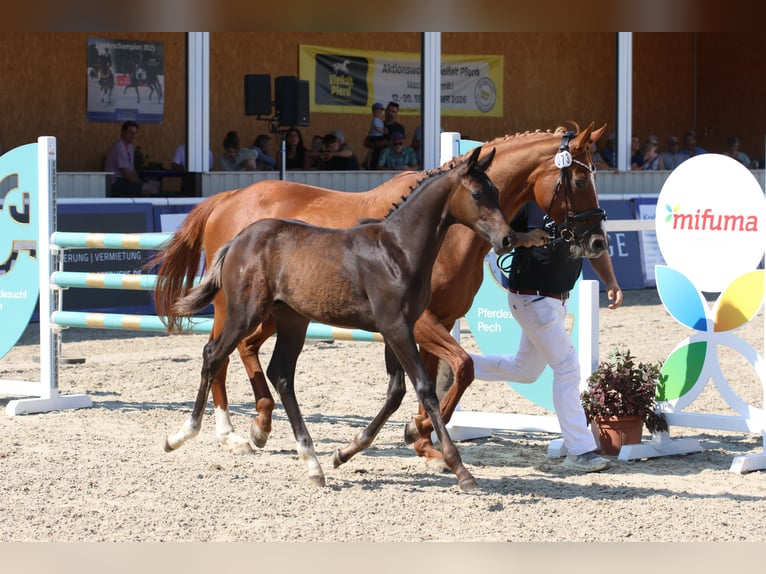 German Sport Horse Stallion Foal (04/2026) 16.2 hh Smoky-Black in Waldstetten