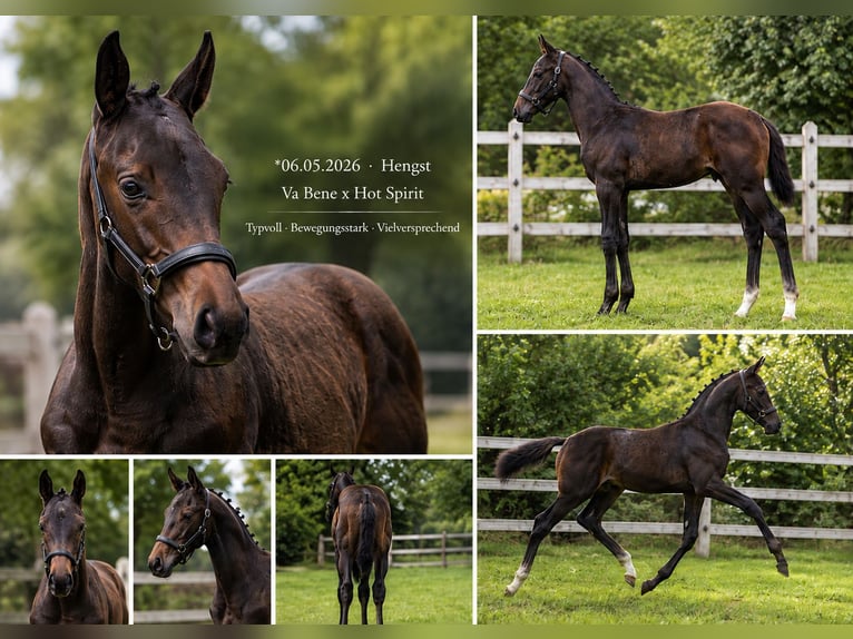 German Sport Horse Stallion Foal (05/2026) 16.2 hh Smoky-Black in Ergoldsbach