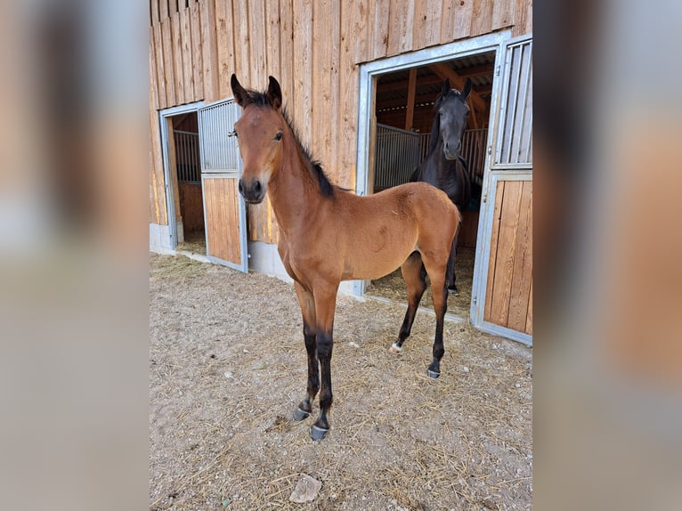 German Sport Horse Stallion Foal (03/2026) 16.3 hh Bay-Dark in Greding