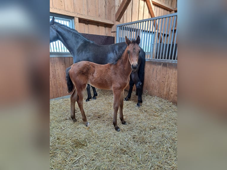 German Sport Horse Stallion Foal (03/2026) 16.3 hh Bay-Dark in Greding